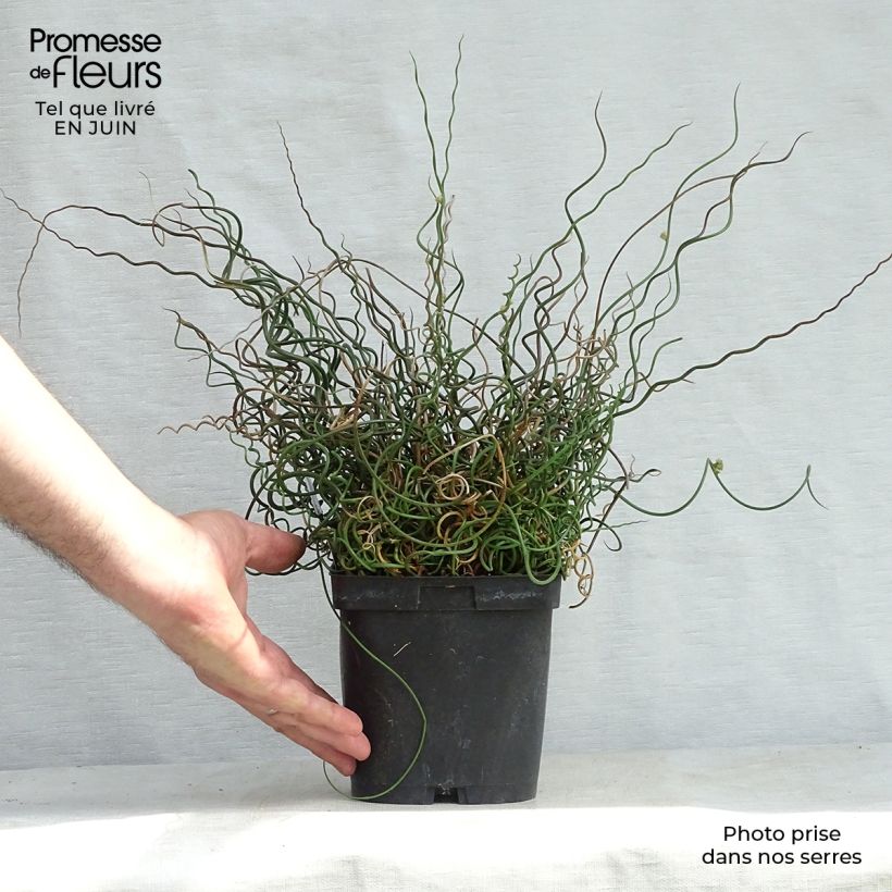 Spécimen de Juncus effusus Spiralis - Jonc spiralé Pot de 2L/3L tel que livré en été