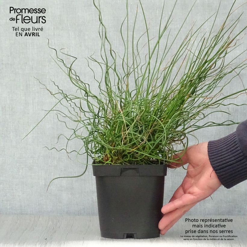 Spécimen de Juncus effusus Spiralis - Jonc spiralé en pot de 2/3 litres tel que livré au printemps