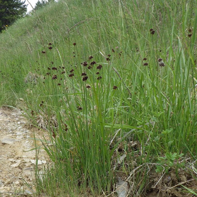 Juncus ensifolius (Port)