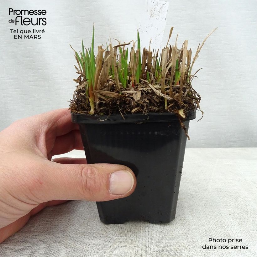Spécimen de Juncus ensifolius Godet de 9cm tel que livré au printemps