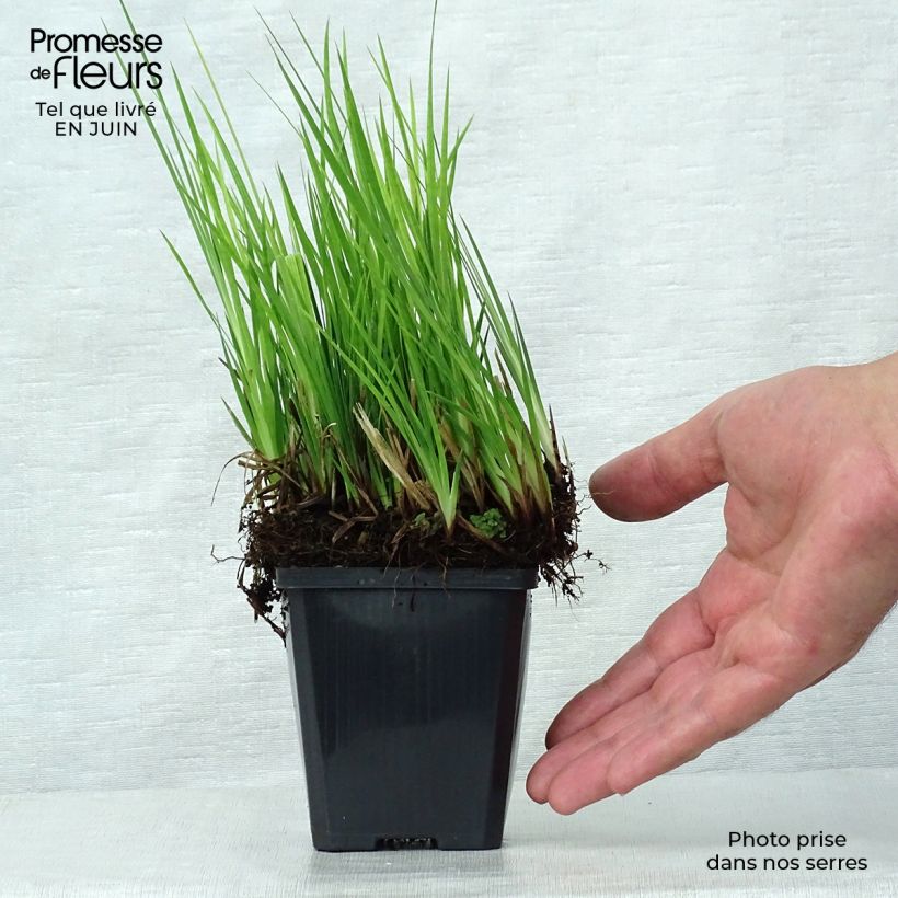 Spécimen de Juncus ensifolius Godet de 8/9 cm tel que livré en été