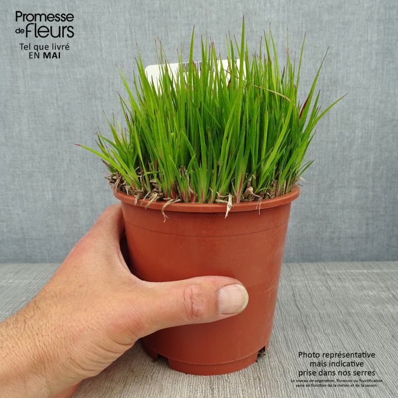 Spécimen de Juncus ensifolius en pot de 1L/1.5L tel que livré au printemps