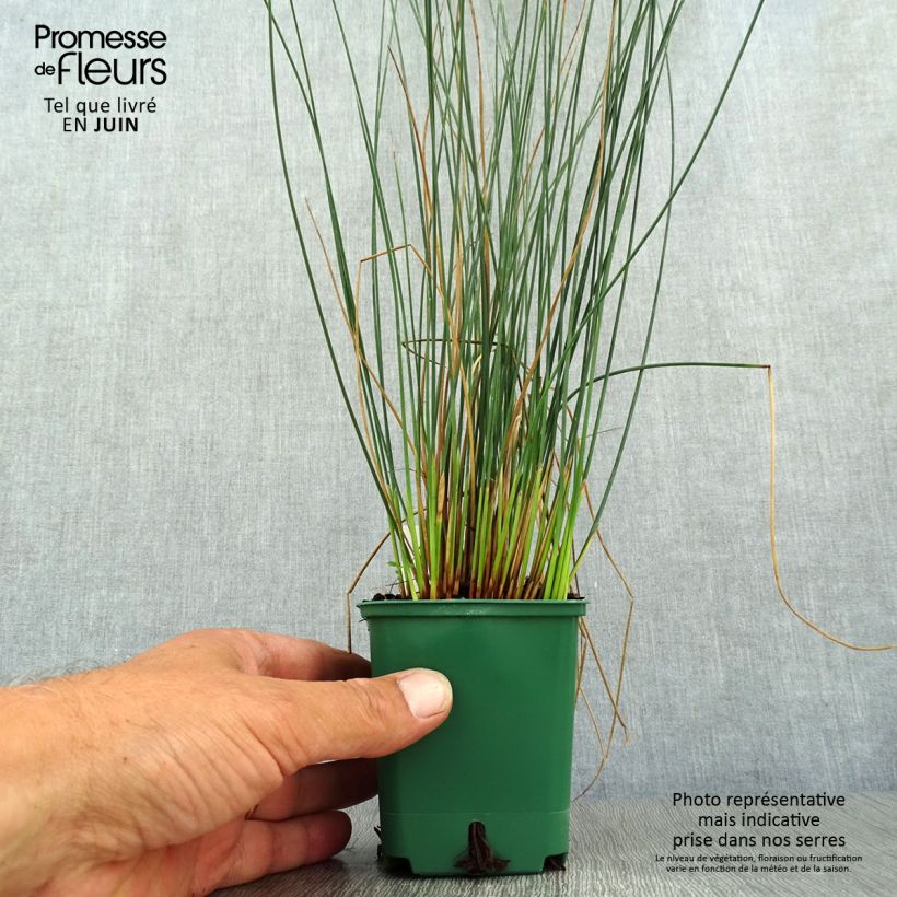 Spécimen de Juncus inflexus Blue Dart - Jonc glauque Godet de 8/9 cm tel que livré en été