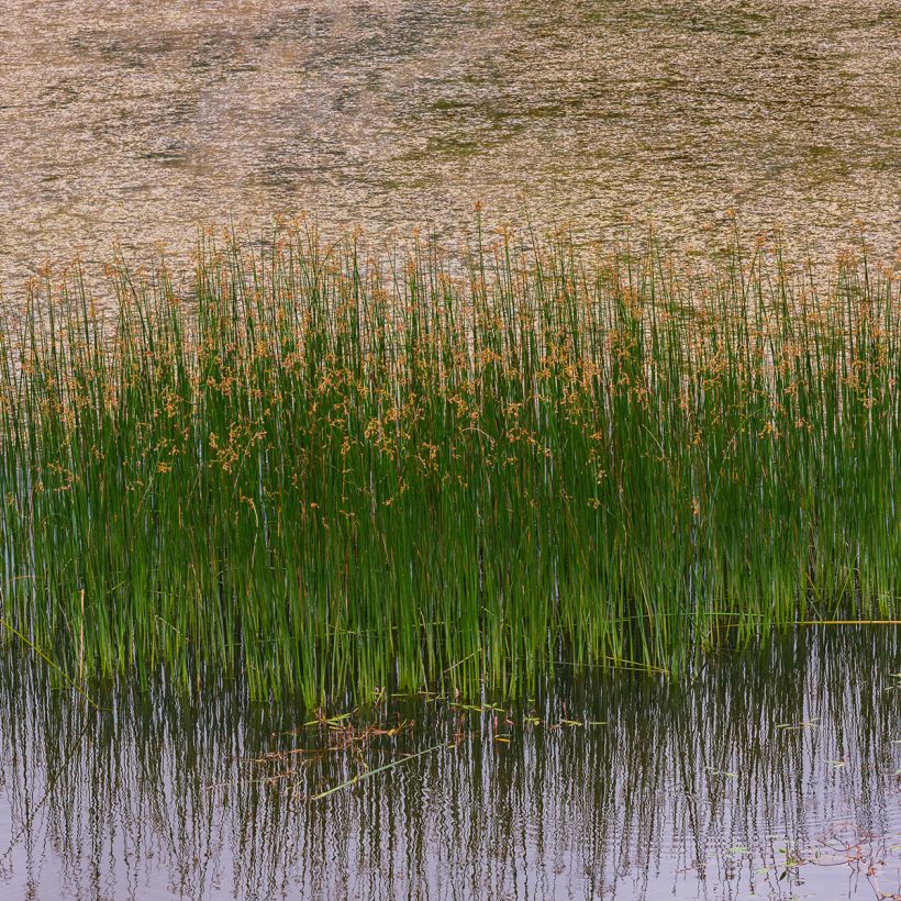 Juncus inflexus - Jonc des jardiniers (Port)