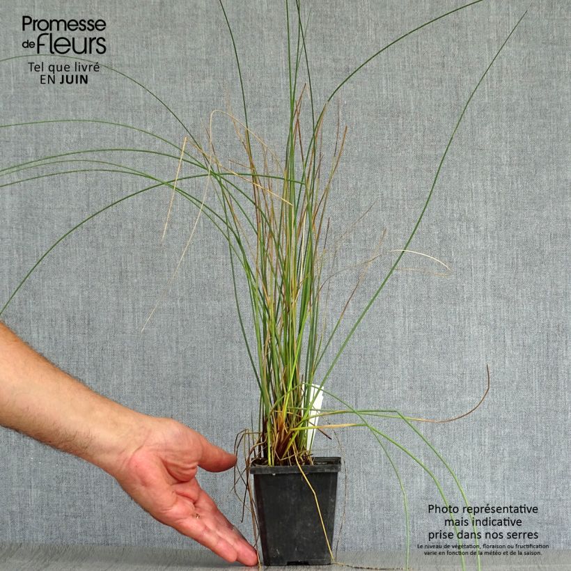 Spécimen de Juncus inflexus - Jonc des jardiniers Godet de 8/9 cm tel que livré en été