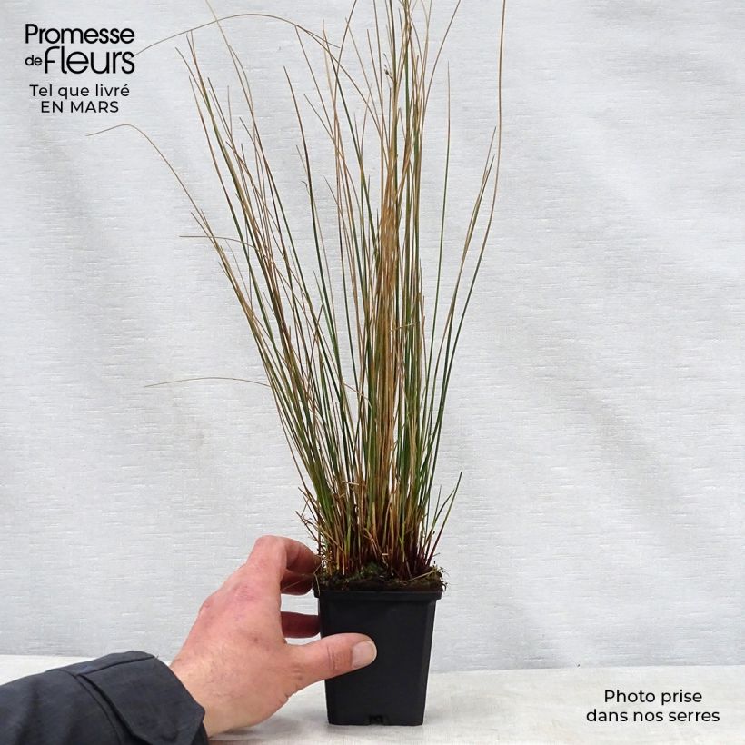 Spécimen de Juncus inflexus - Jonc des jardiniers en godet de 9 cm tel que livré au printemps