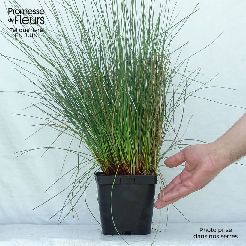 Spécimen de Juncus inflexus - Jonc des jardiniers Pot de 2L/3L tel que livré en été