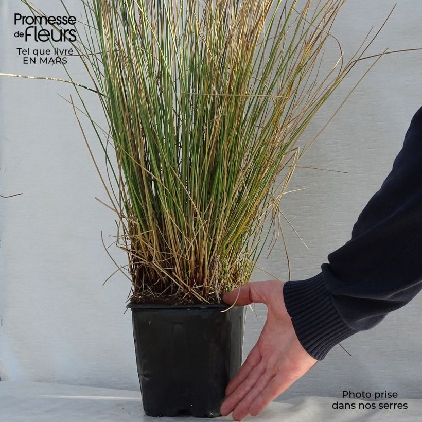 Spécimen de Juncus inflexus - Jonc des jardiniers en pot de 2/3 litres tel que livré au printemps