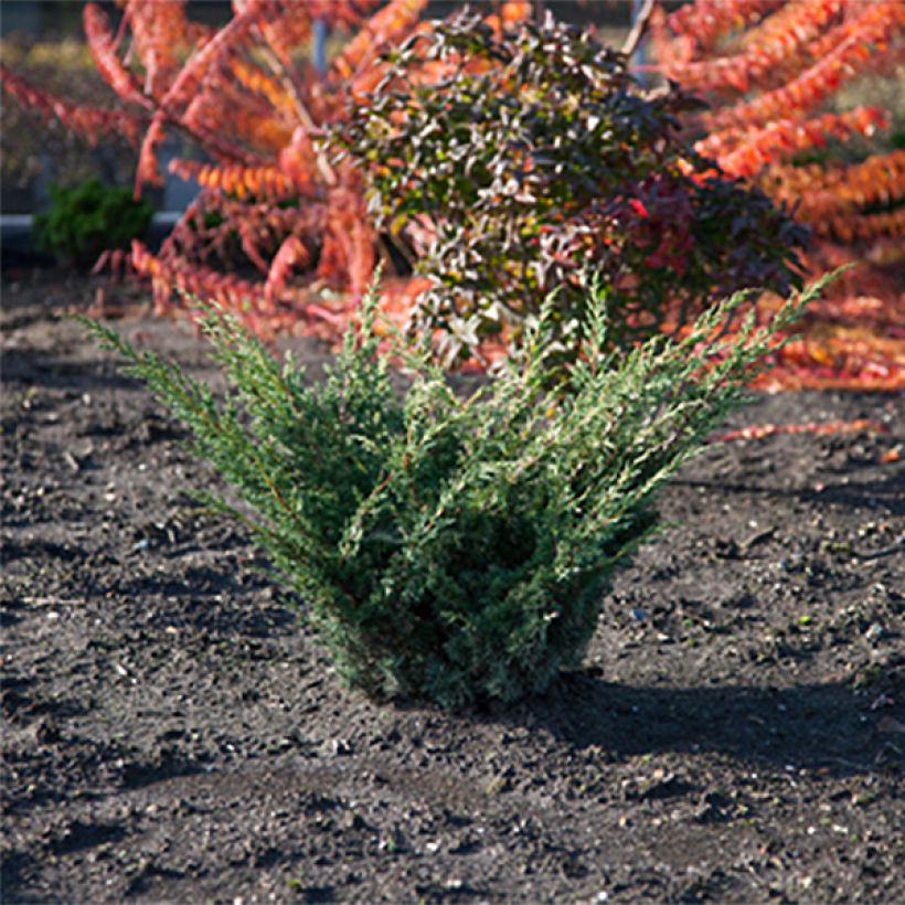 Genévrier hybride - Juniperus chinensis Blaauw              (Port)