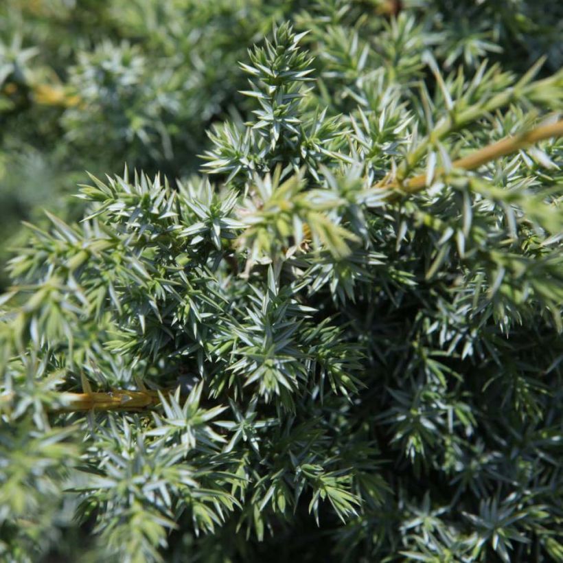Juniperus chinensis Blue Alps - Genévrier de Chine (Feuillage)