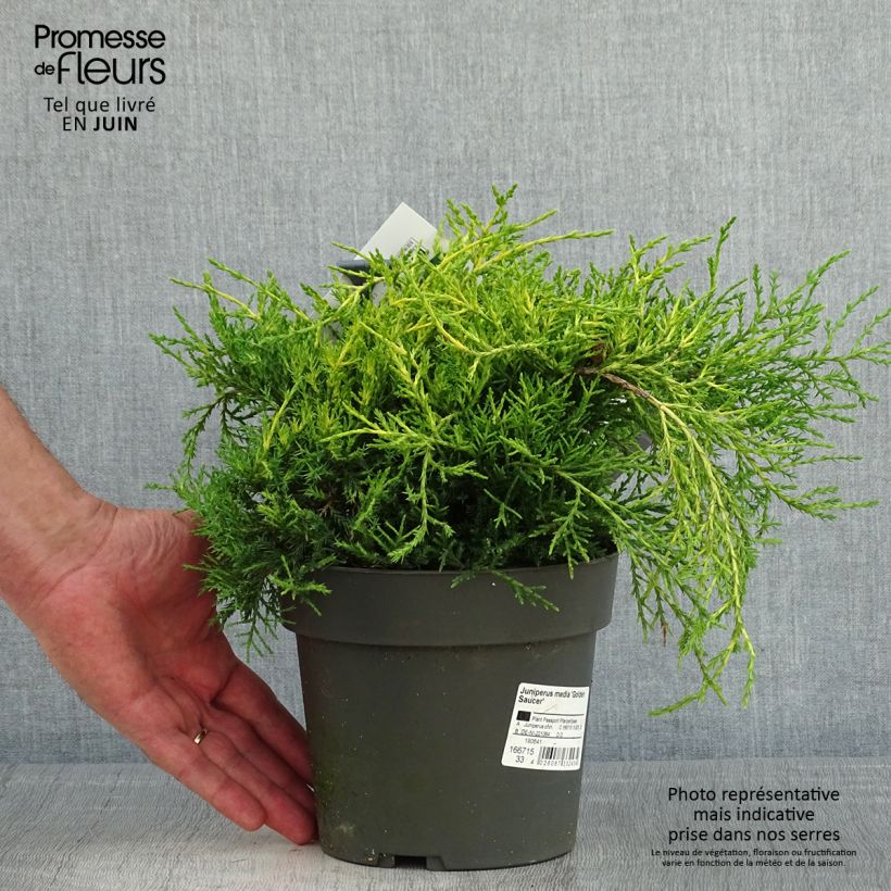 Spécimen de Juniperus chinensis Golden Saucer - Genévrier hybride - Pot de 2L/3L tel que livré au printemps