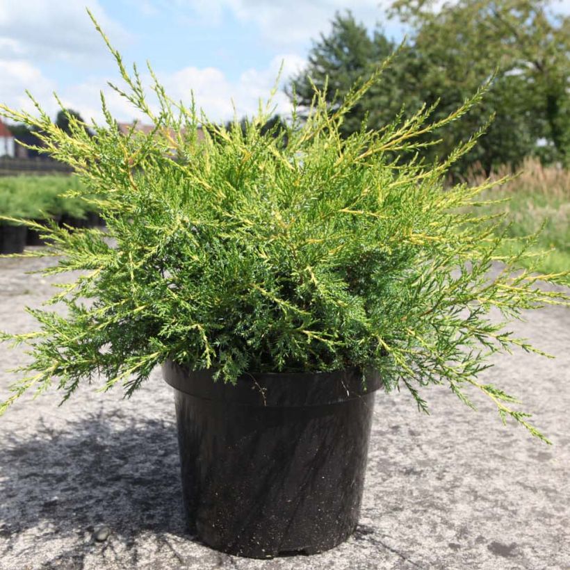 Juniperus chinensis Kuriwao Gold - Genévrier hybride  (Port)