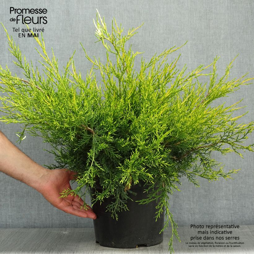 Spécimen de Juniperus chinensis Kuriwao Gold - Genévrier hybride  tel que livré au printemps