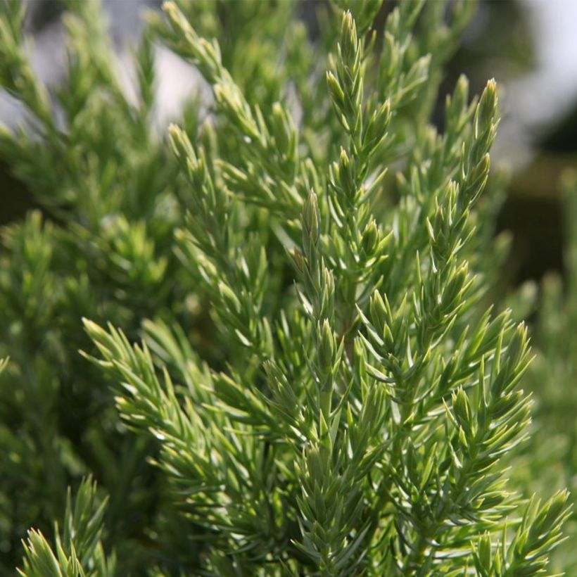 Genévrier de Chine - Juniperus chinensis Stricta (Feuillage)
