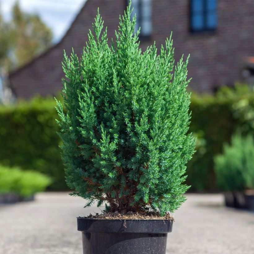 Genévrier de Chine - Juniperus chinensis Stricta (Port)