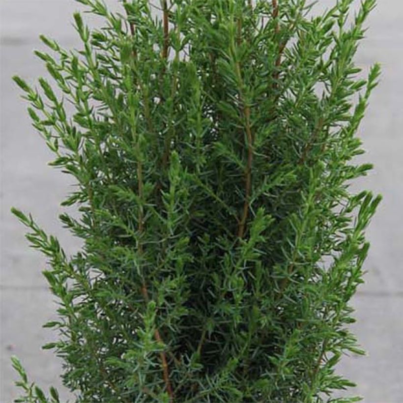 Juniperus communis Arnold - Genévrier commun (Feuillage)