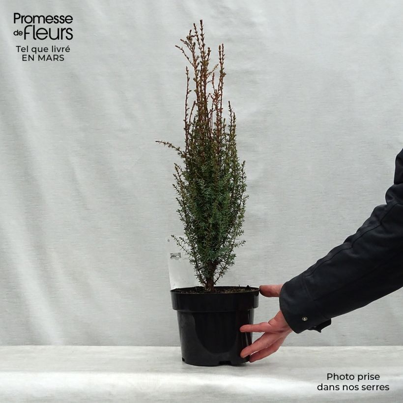 Spécimen de Juniperus communis Arnold - Genévrier commun en pot de 2/3L tel que livré au printemps