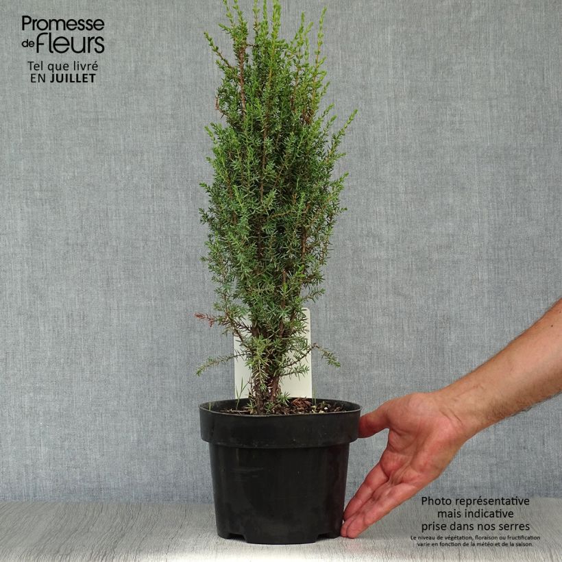 Spécimen de Juniperus communis Arnold - Genévrier commun Pot de 2L/3L tel que livré en été