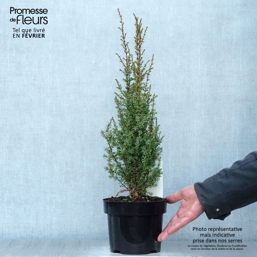 Spécimen de Juniperus communis Arnold - Genévrier commun tel que livré en hiver