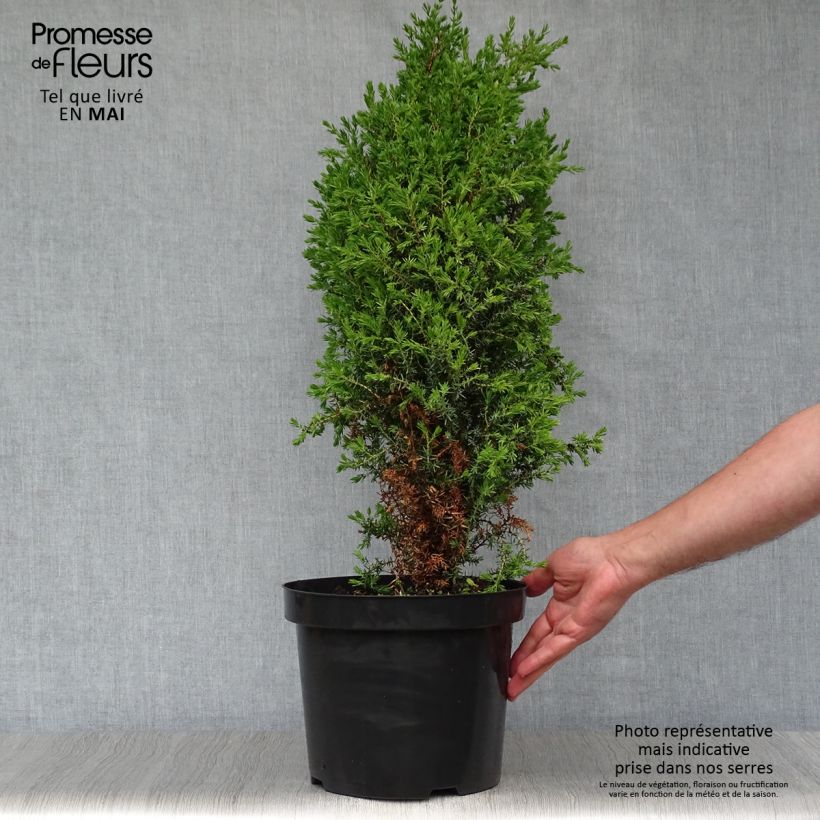 Spécimen de Juniperus communis Arnold - Genévrier commun en pot de 7,5L/10L tel que livré au printemps