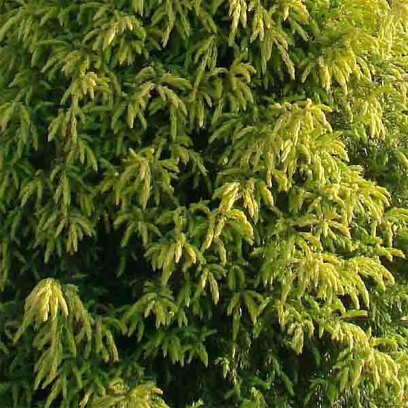 Genévrier commun - Juniperus communis Gold Cone                (Feuillage)