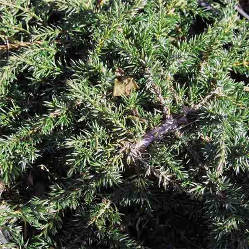 Genévrier commun - Juniperus communis Green Carpet    (Feuillage)