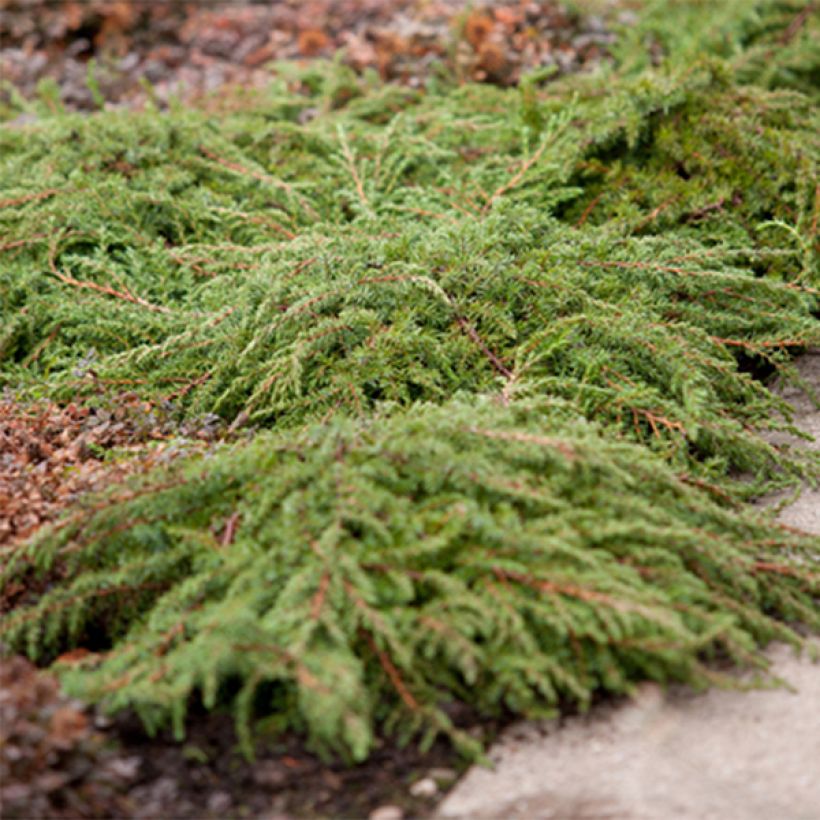 Genévrier commun - Juniperus communis Green Carpet    (Port)