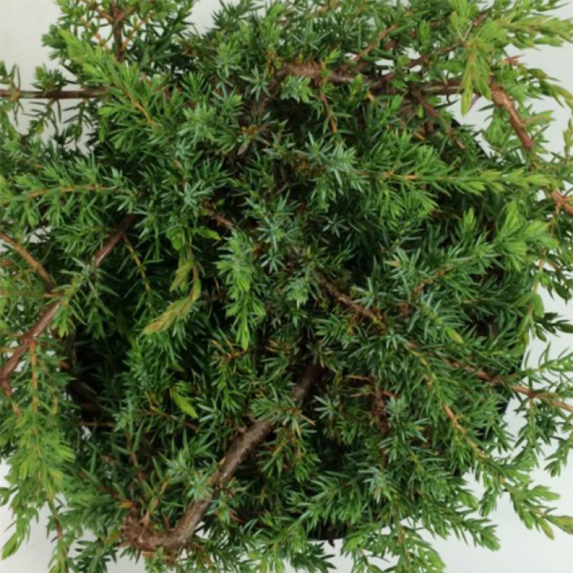 Juniperus communis Hornibrookii - Genévrier commun                (Feuillage)