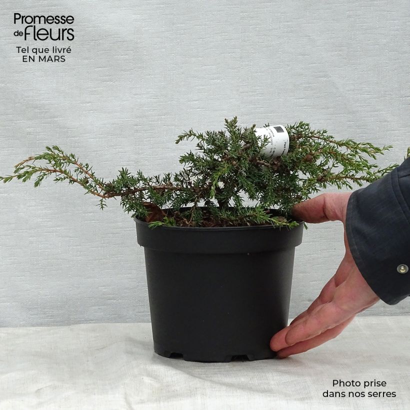 Spécimen de Juniperus communis Hornibrookii - Genévrier commun                - Pot de 1,5L/2L tel que livré au printemps