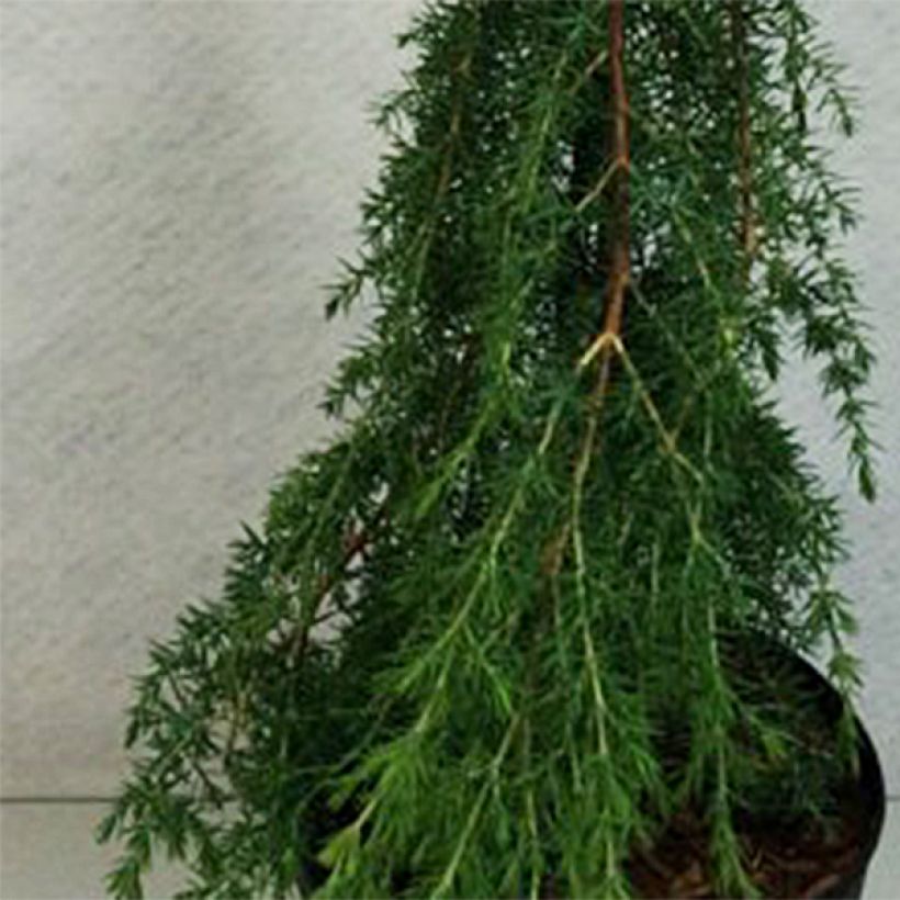 Juniperus communis Horstmann - Genévrier commun                     (Feuillage)