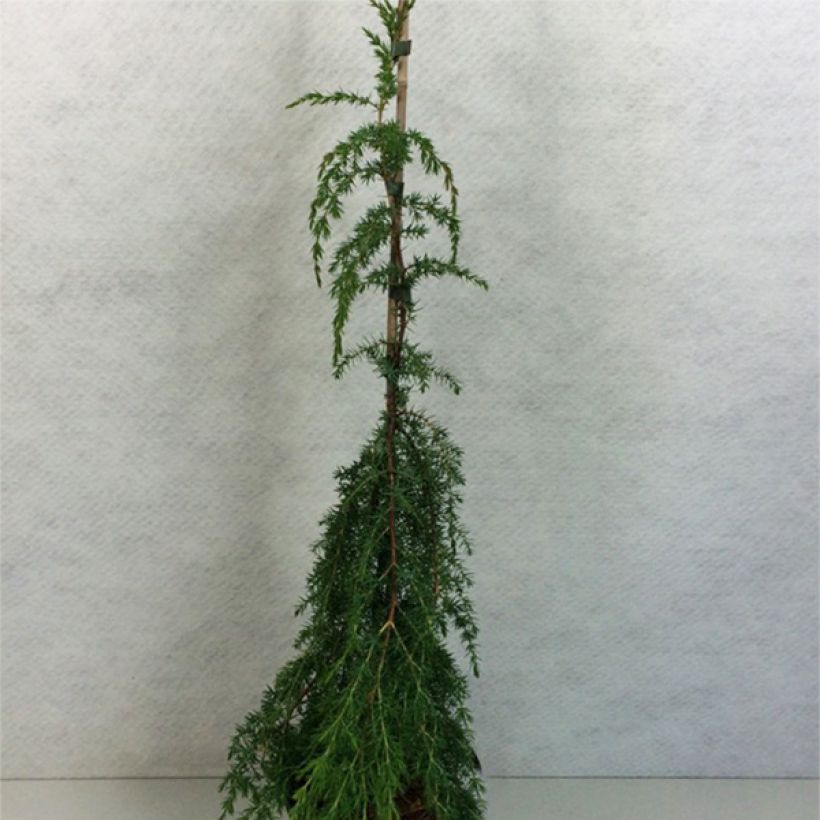 Juniperus communis Horstmann - Genévrier commun                     (Port)