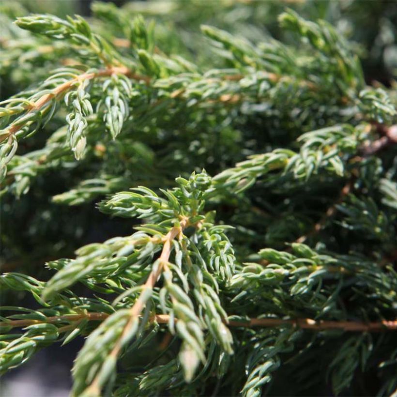 Genévrier commun - Juniperus communis Repanda (Feuillage)