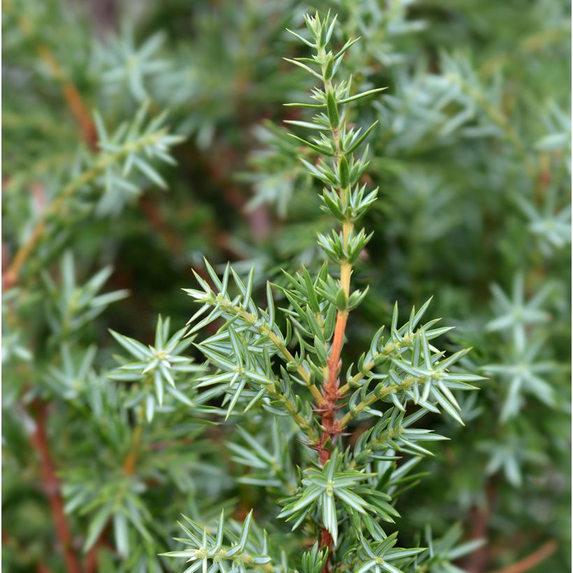 Genévrier de Suède - Juniperus communis Suecica (Feuillage)