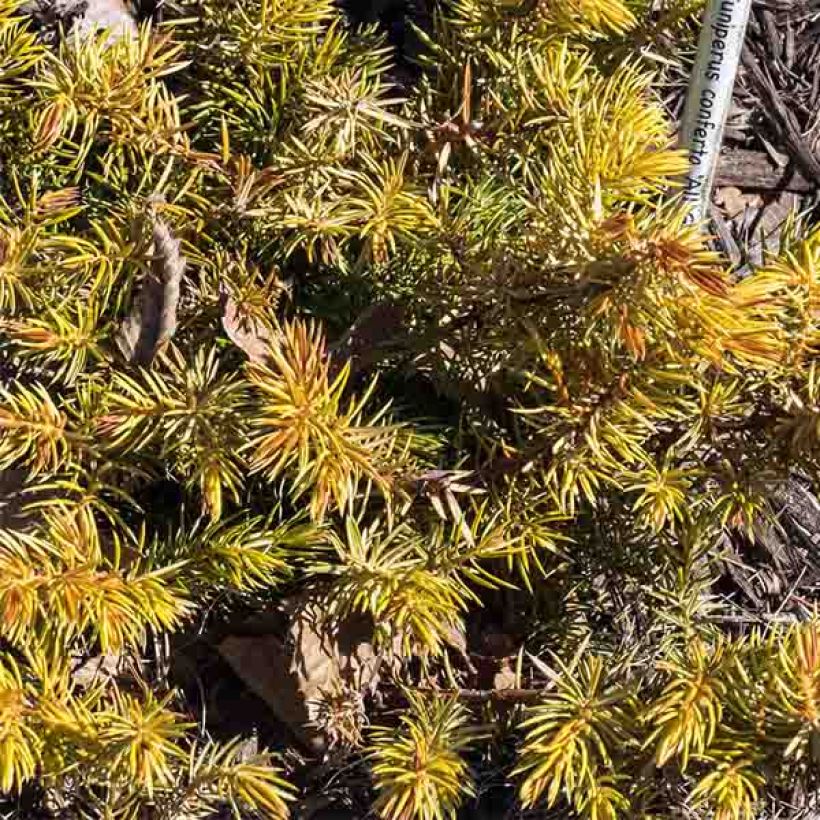 Genévrier des plages - Juniperus conferta All Gold (Feuillage)