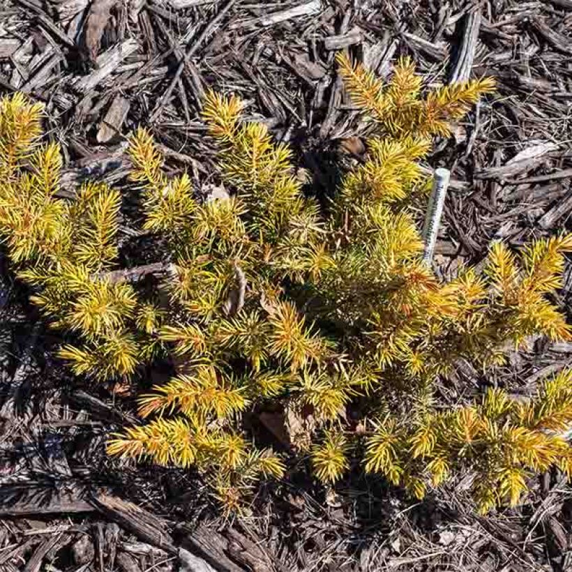 Genévrier des plages - Juniperus conferta All Gold (Port)
