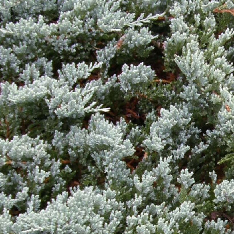 Juniperus horizontalis Blue Chip - Genévrier rampant               (Feuillage)