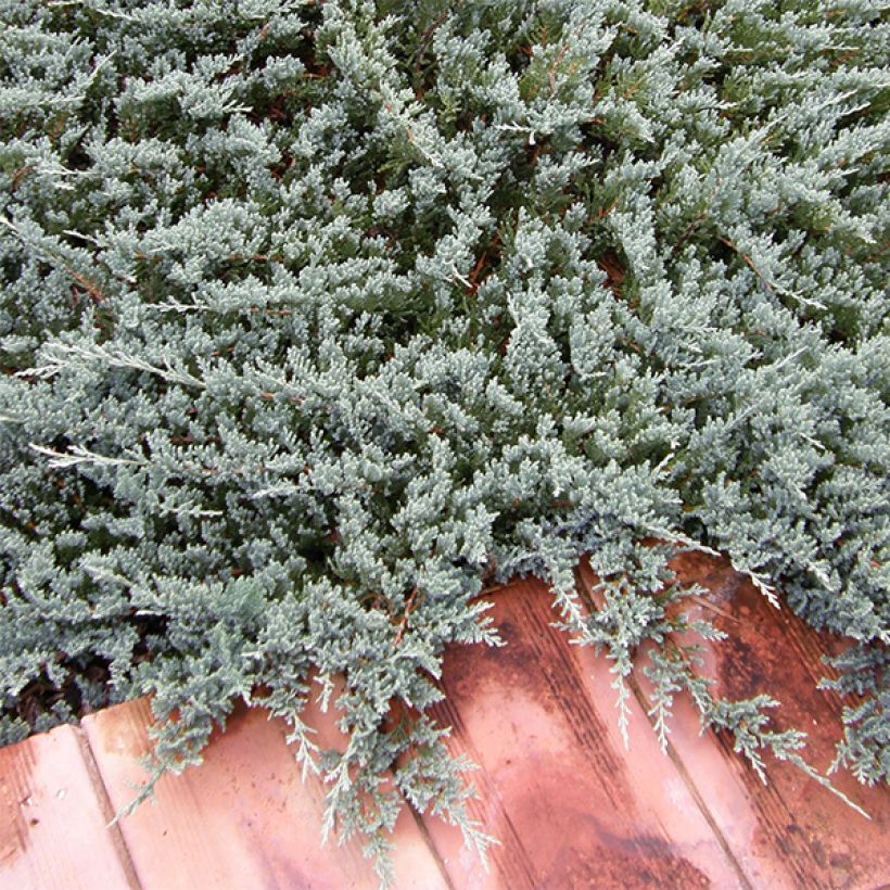Juniperus horizontalis Blue Chip - Genévrier rampant               (Port)