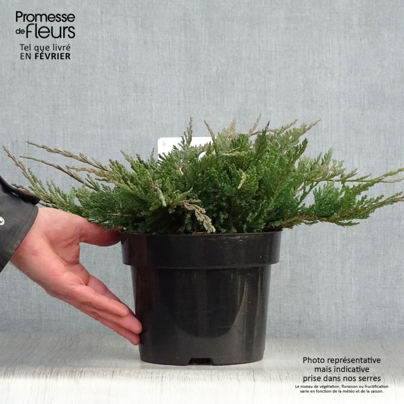 Spécimen de Juniperus horizontalis Blue Chip - Genévrier rampant               tel que livré en hiver