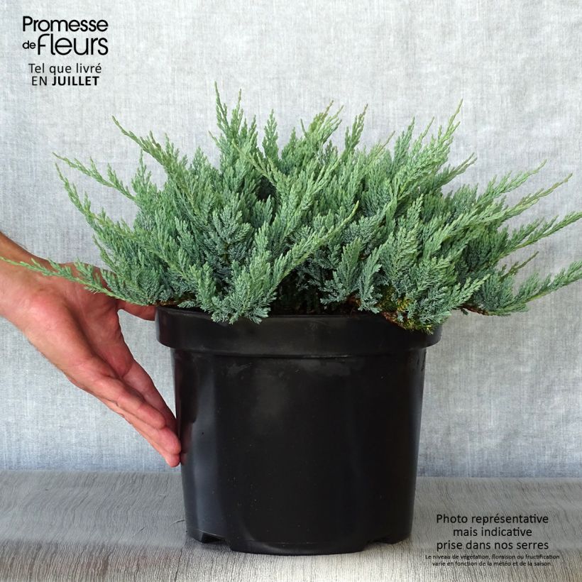 Spécimen de Juniperus horizontalis Blue Chip - Genévrier rampant               Pot de 7,5L/10L, Largeur 40cm tel que livré en été