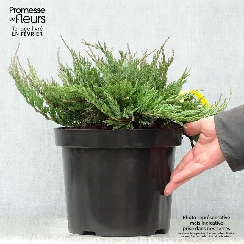 Spécimen de Juniperus horizontalis Blue Chip - Genévrier rampant               tel que livré en hiver