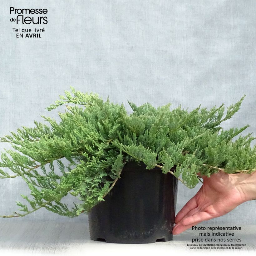 Spécimen de Juniperus horizontalis Blue Chip - Genévrier rampant               Pot de 7,5L/10L, Largeur 40cmHauteur livrée env. 10/15cm tel que livré au printemps