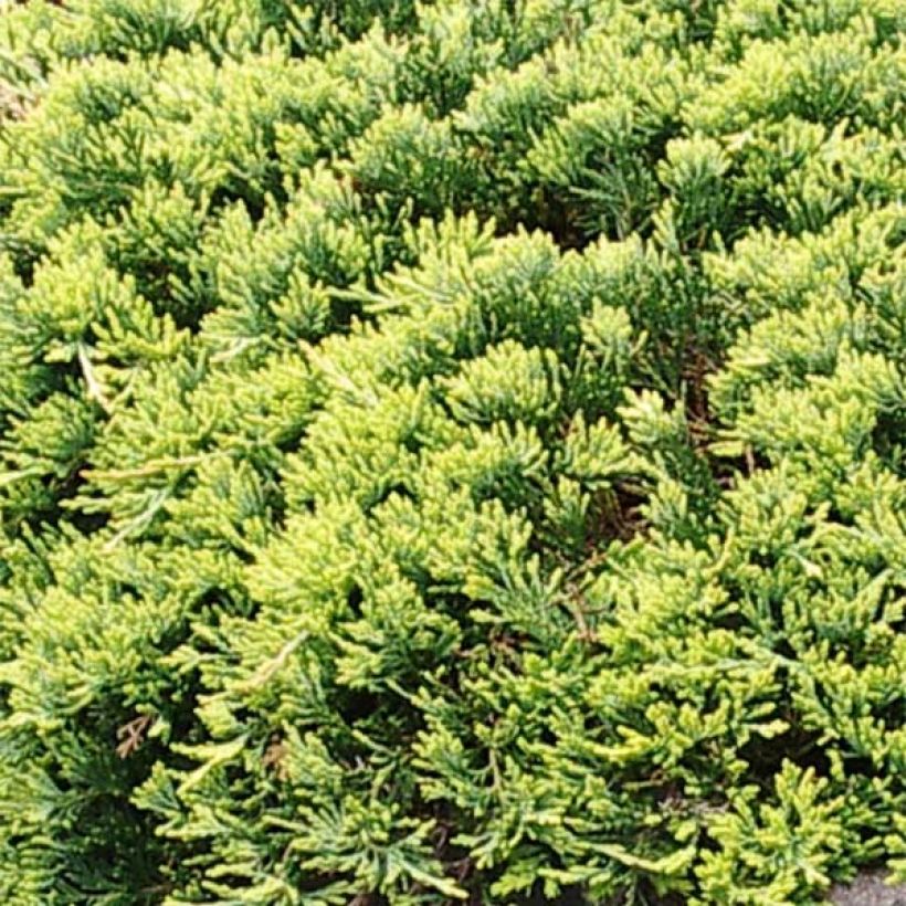 Genévrier rampant - Juniperus horizontalis Golden Carpet (Feuillage)