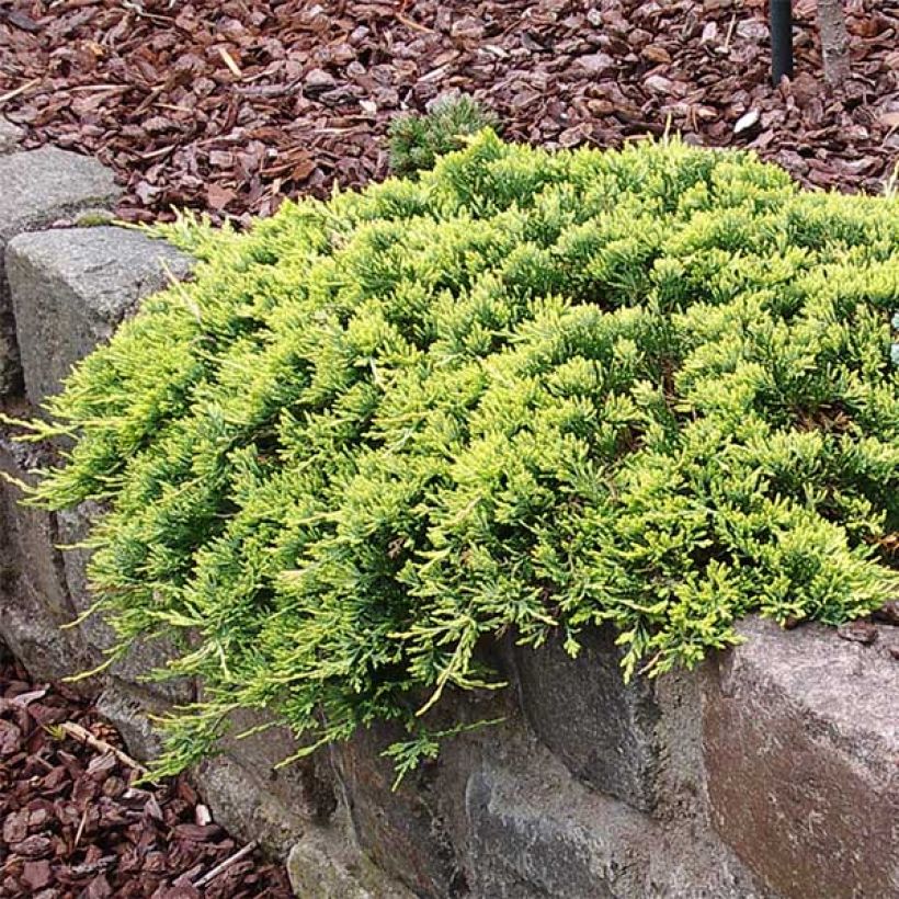 Genévrier rampant - Juniperus horizontalis Golden Carpet (Port)