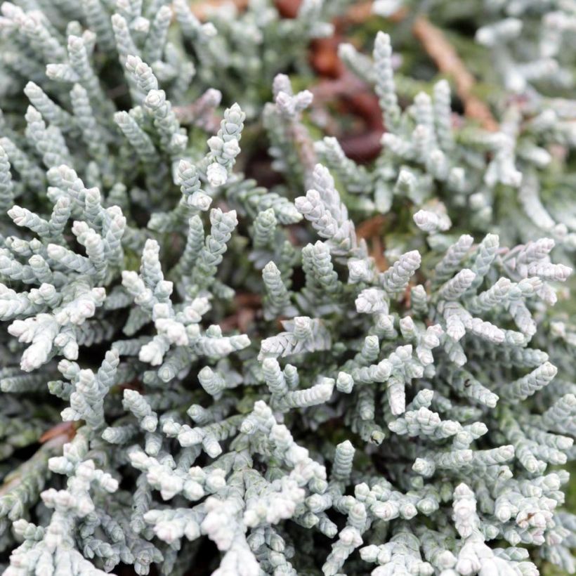 Genévrier rampant - Juniperus horizontalis Icee Blue (Feuillage)