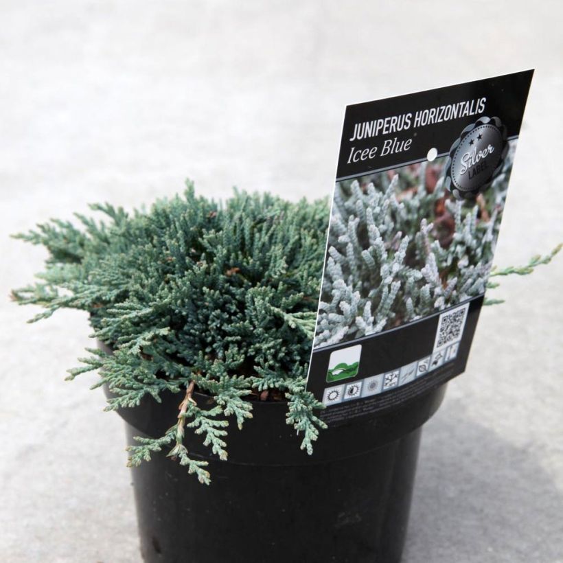 Genévrier rampant - Juniperus horizontalis Icee Blue (Port)