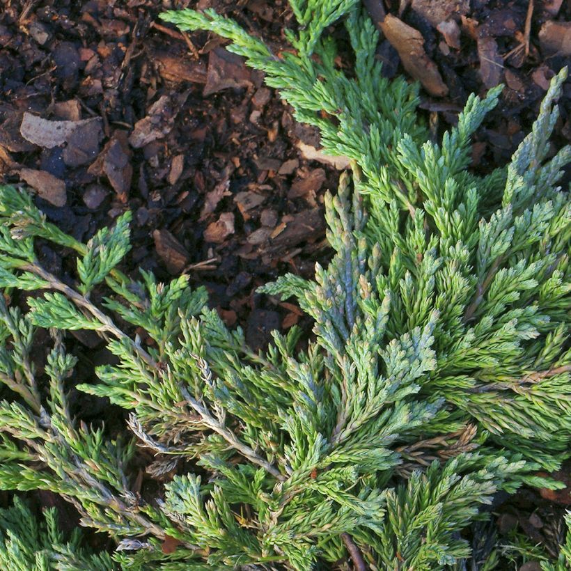 Genévrier horizontal - Juniperus horizontalis Jade River (Feuillage)