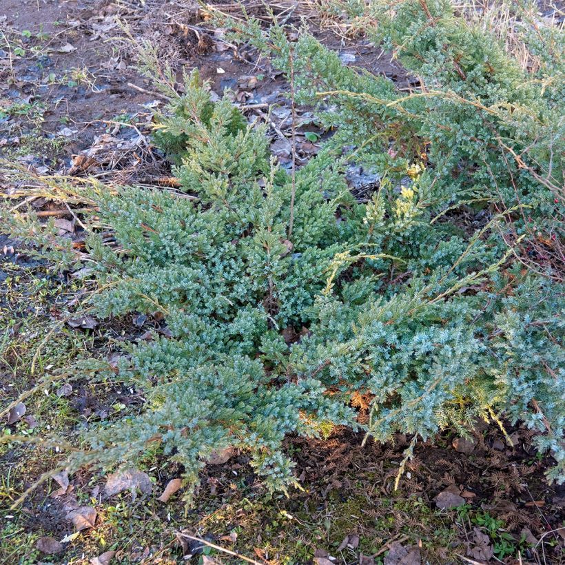Genévrier horizontal - Juniperus horizontalis Jade River (Port)