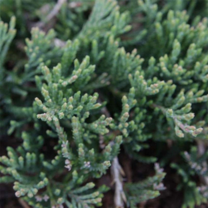 Genévrier rampant - Juniperus horizontalis Prostrata (Feuillage)