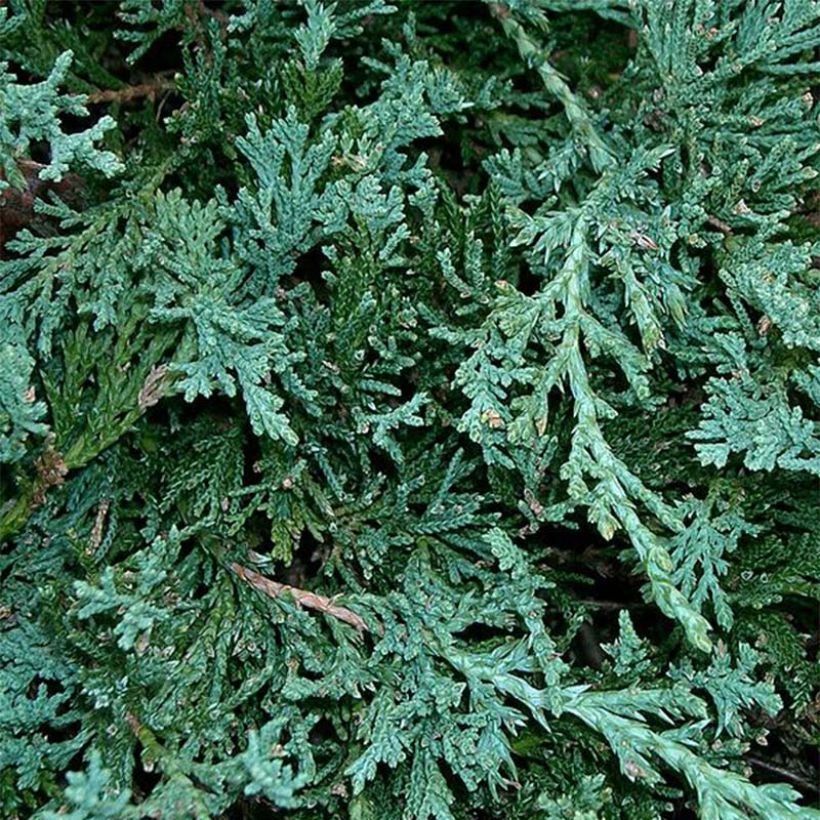 Genévrier rampant - Juniperus horizontalis Wiltonii (Feuillage)