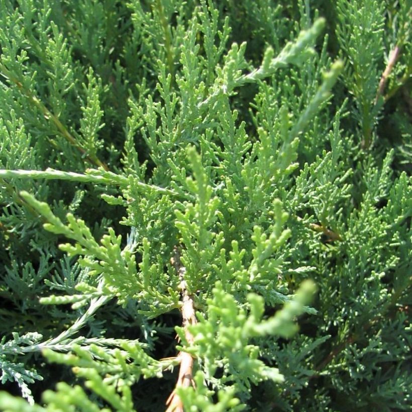 Genévrier hybride - Juniperus media Hetzii (Feuillage)